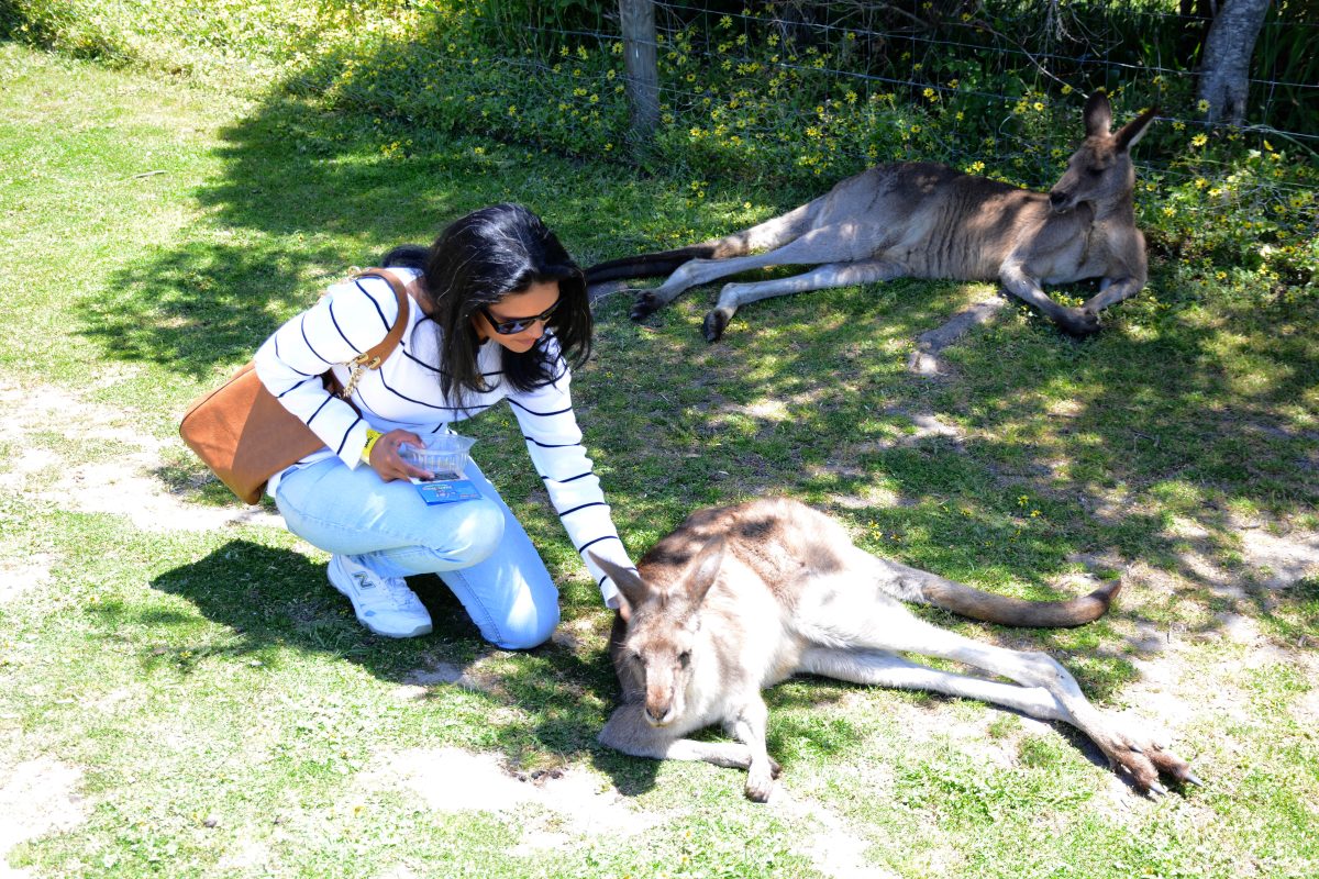 Maru Koala Park, Philip Island, Victoria - thespiceadventuress.com