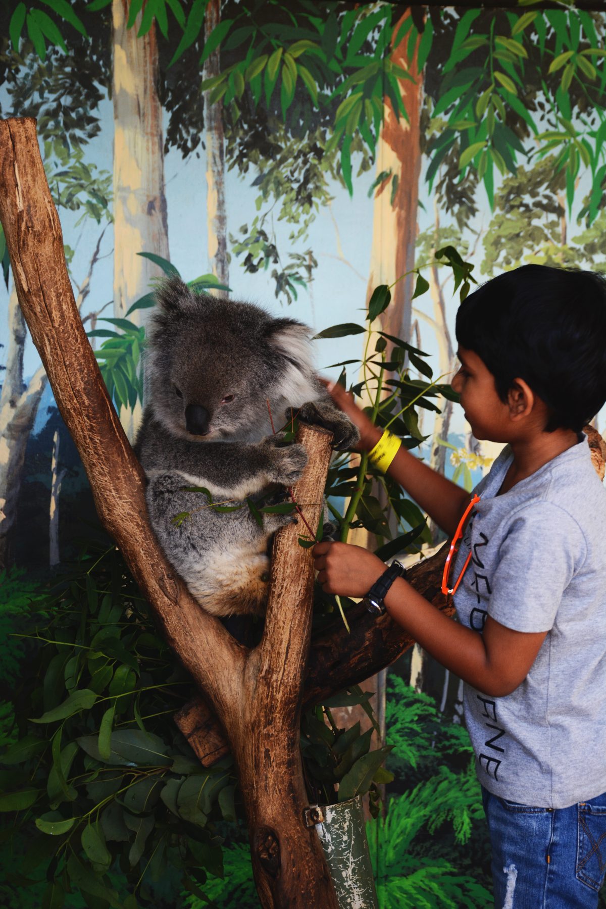 Koala close encounter, Maru Koala Park, Philip Island - thespiceadventuress.com