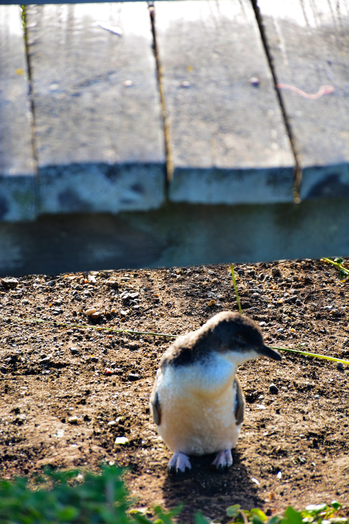 Little Penguin, Nobbies, Phillip Island - thespiceadventuress.com