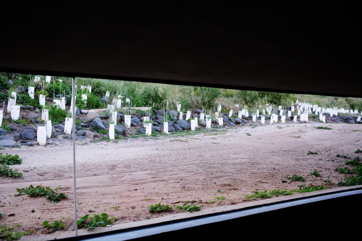 Penguin Parade, Philip Island - thespiceadventuress.com