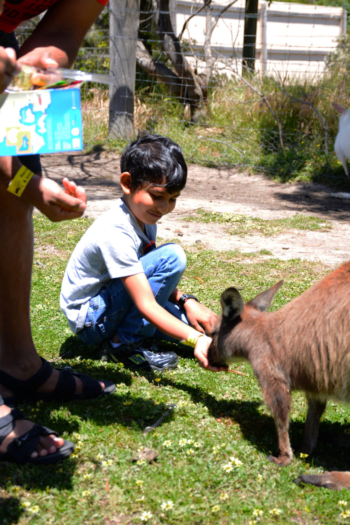 Maru Koala Park, Philip Island, Victoria - thespiceadventuress.com