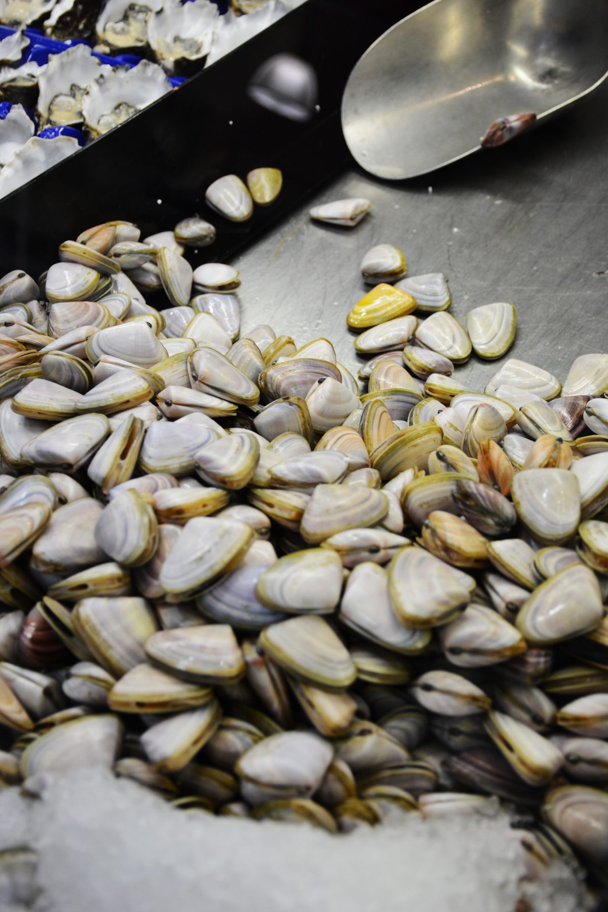 Clams - food photography - thespiceadventuress.com