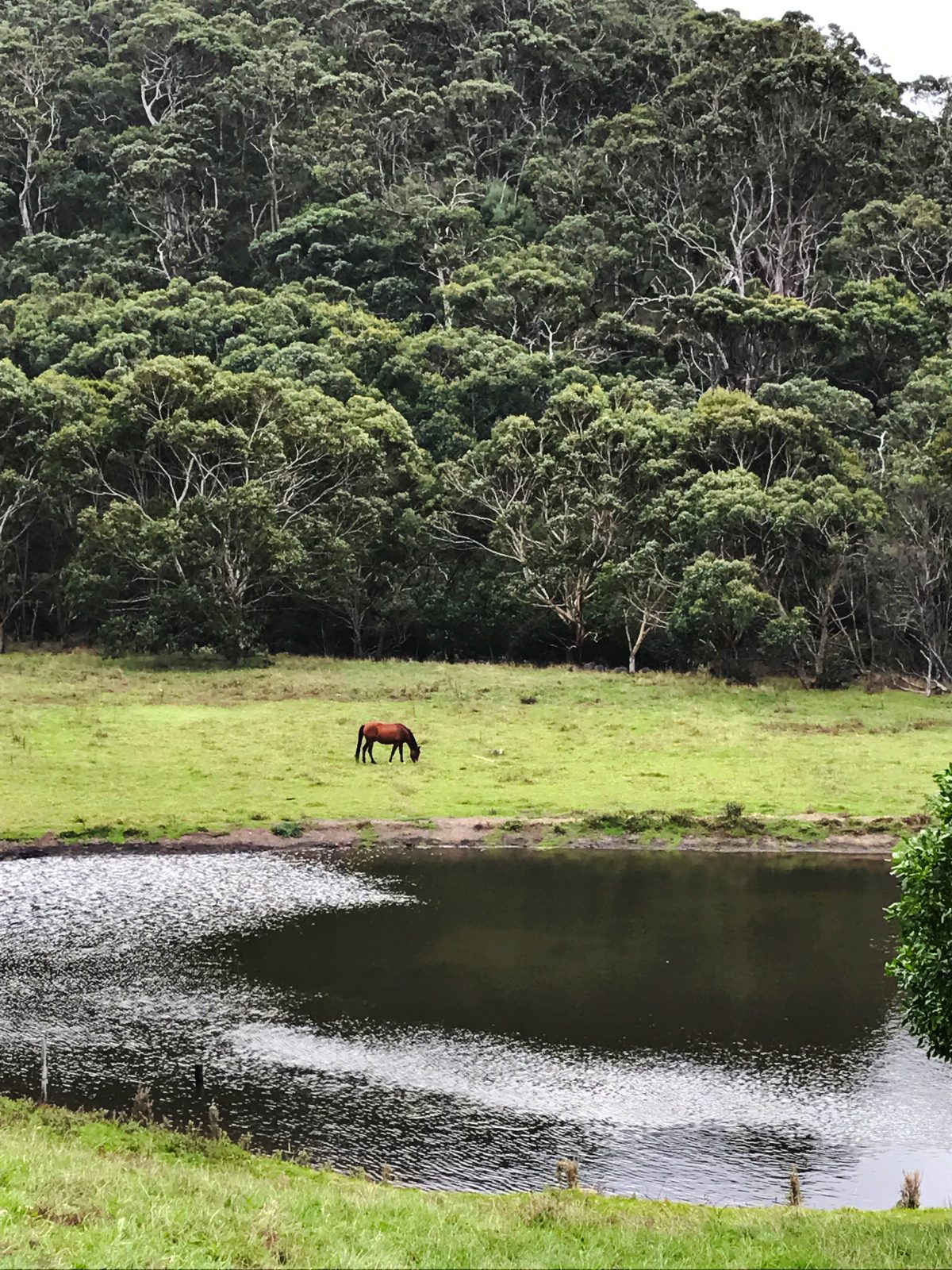 Lorne - travel photography - thespiceadventuress.com