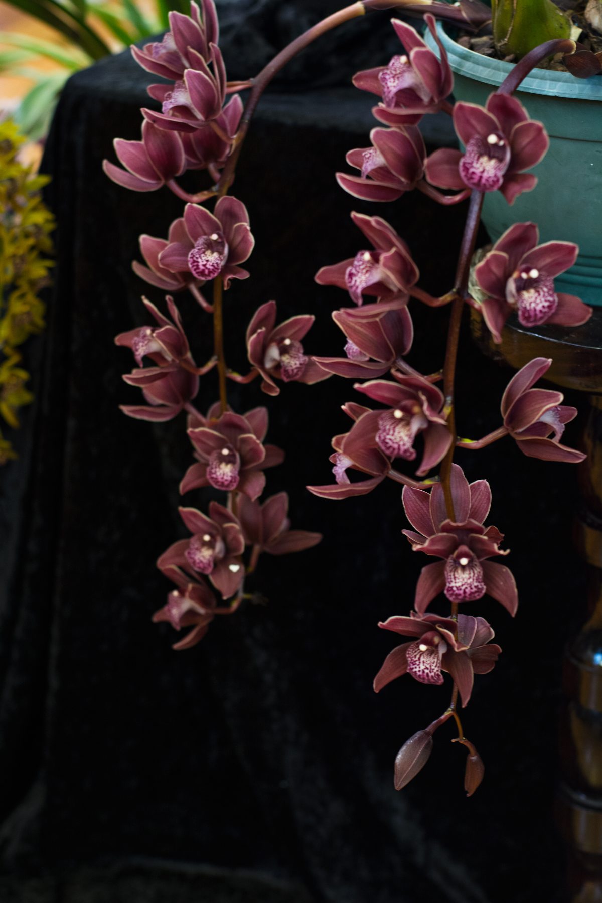 Yarra Valley Orchid Show - thespiceadventuress.com