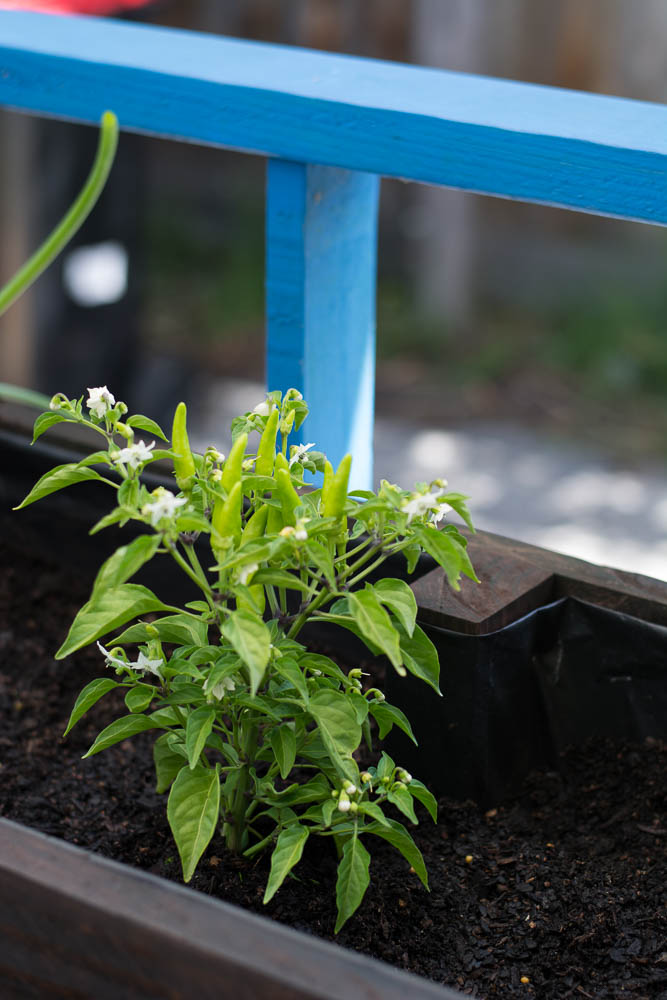 My DIY Wooden Herb Garden (using Ryobi Power Tools) - thespiceadventuress.com