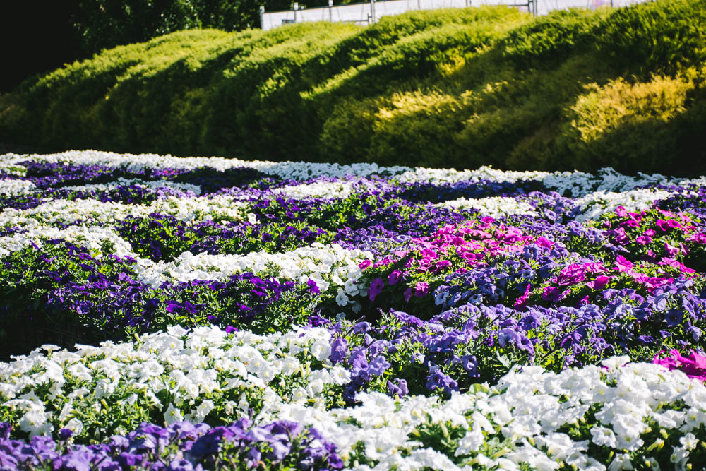 Tulip flower festival