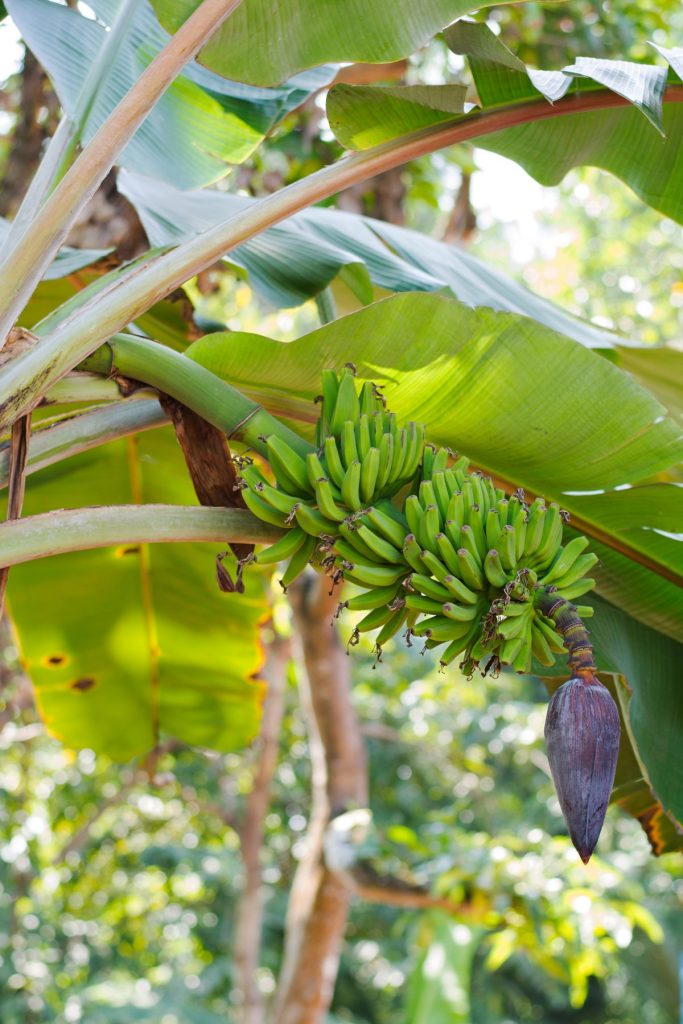 bunch of bananas on tree