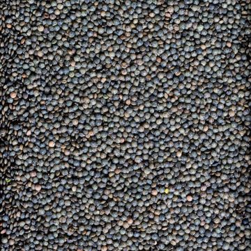 close up of French green lentils