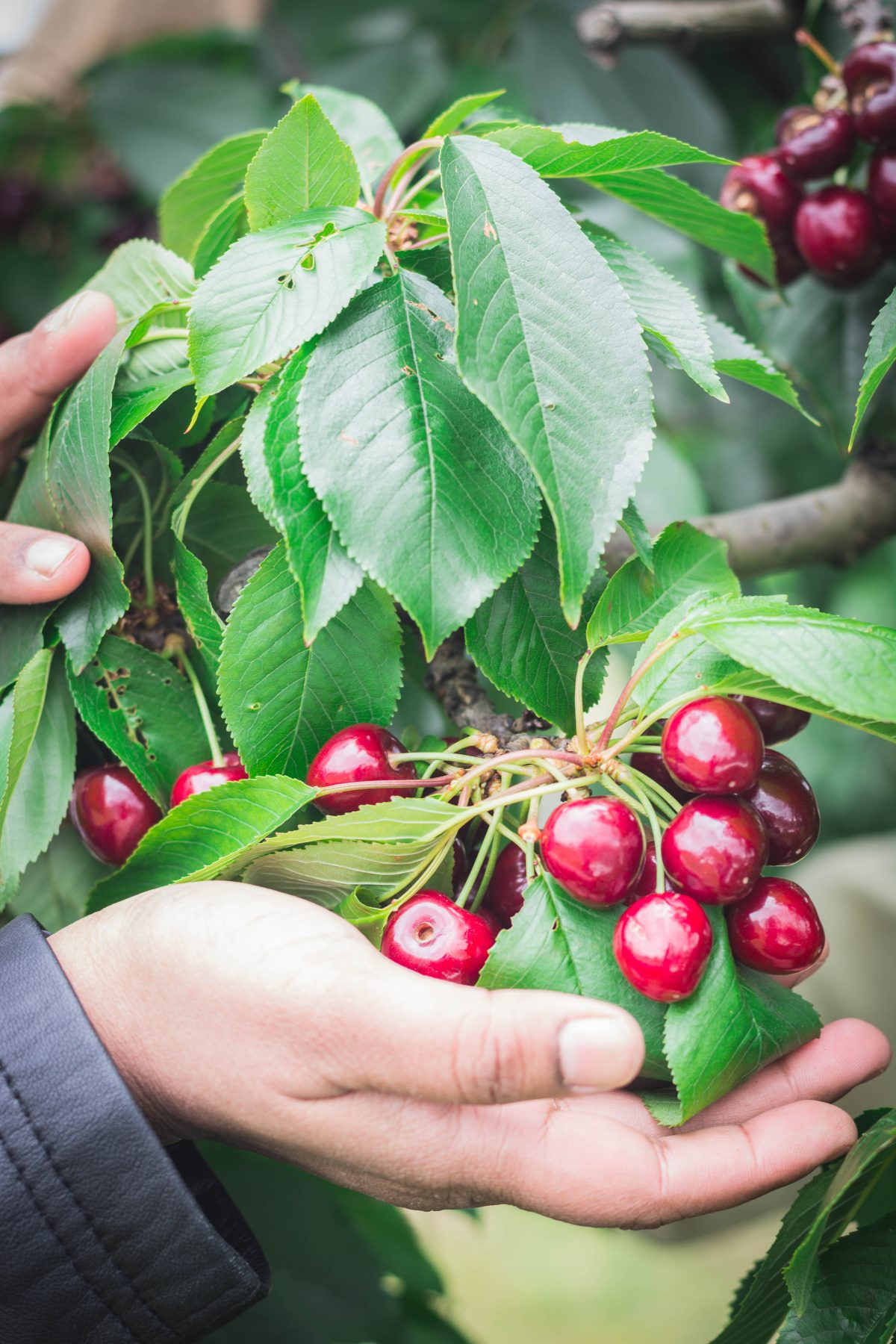 Yarra Valley Cherries - thespiceadventuress.com