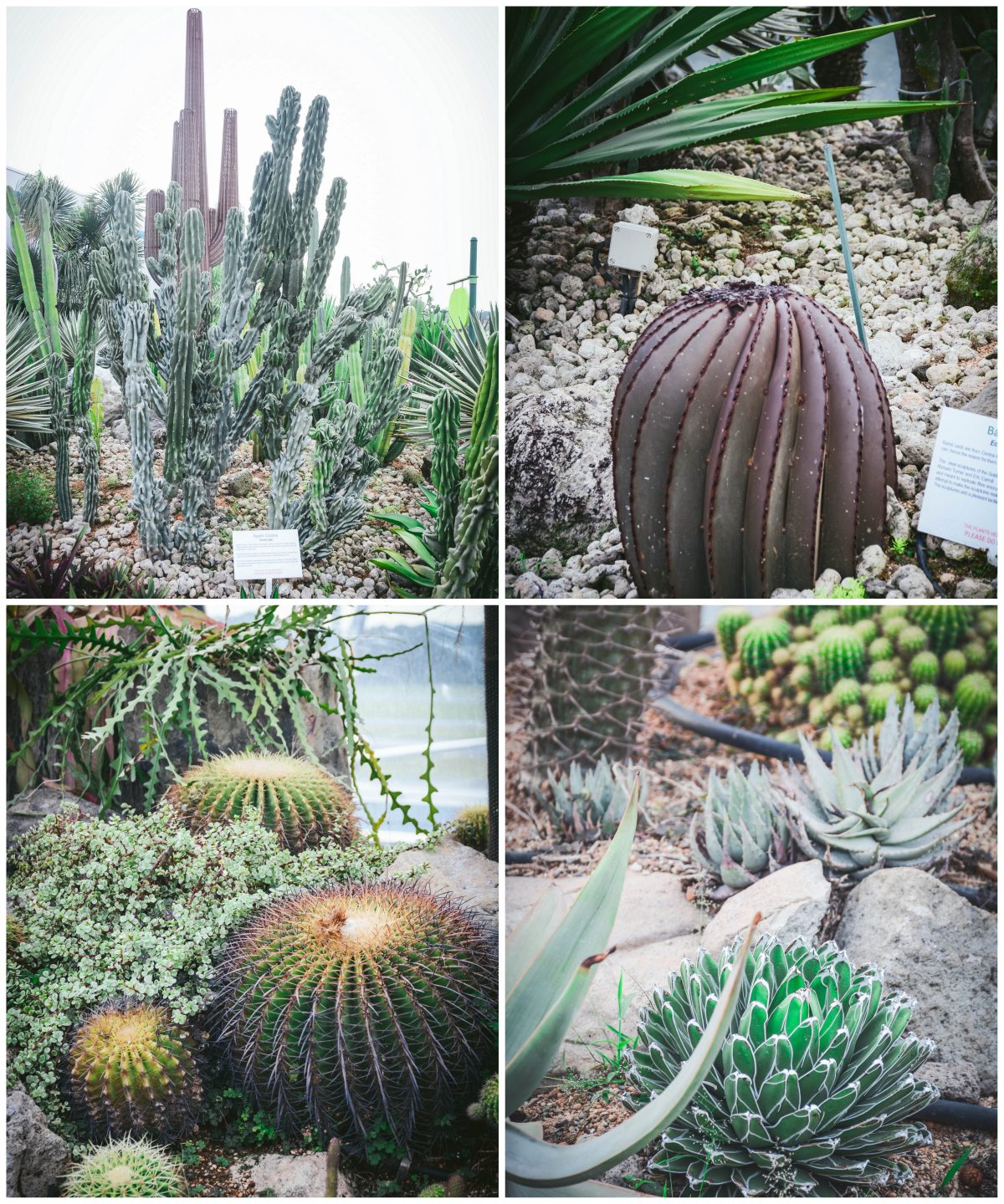 Cactus Garden, Changi airport - thespiceadventuress.com