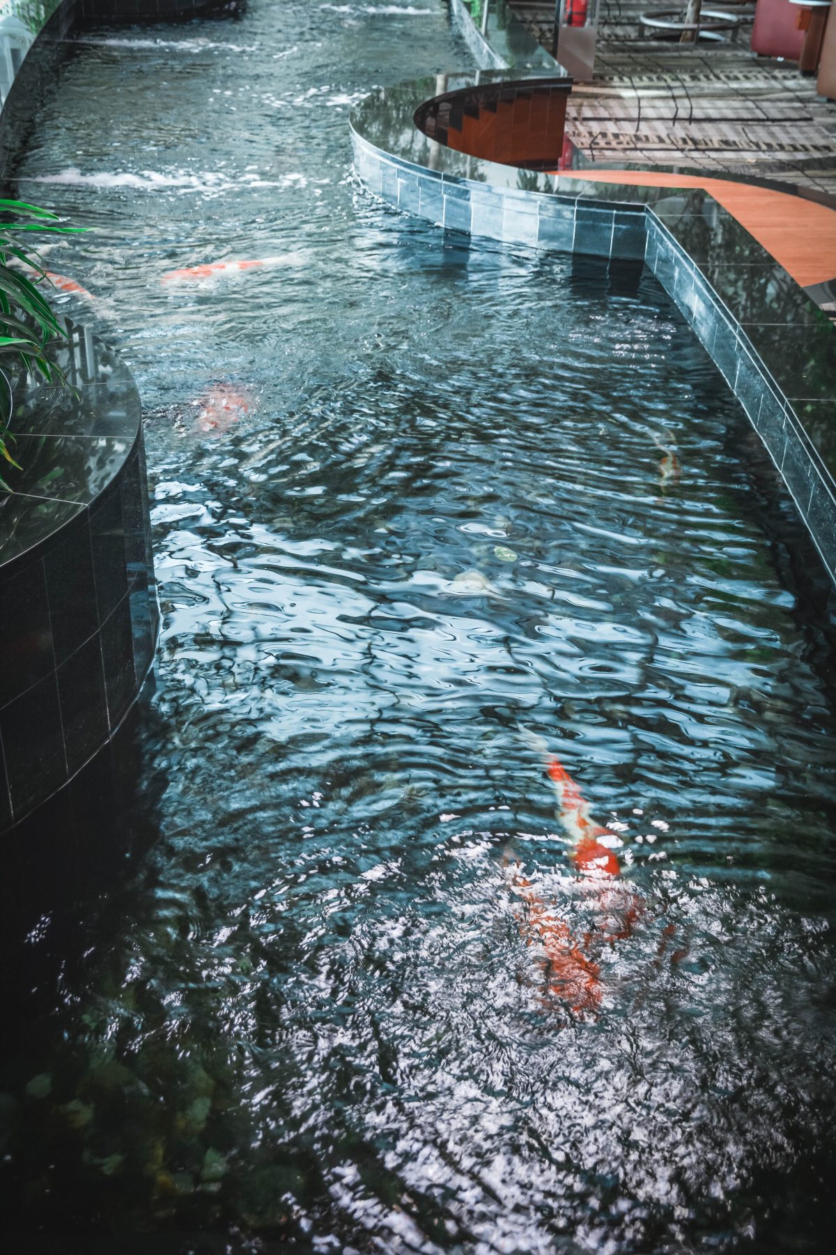 Koi Pond, Changi airport - thespiceadventuress.com