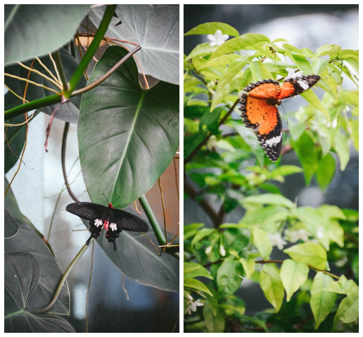 Butterfly garden, Changi airport