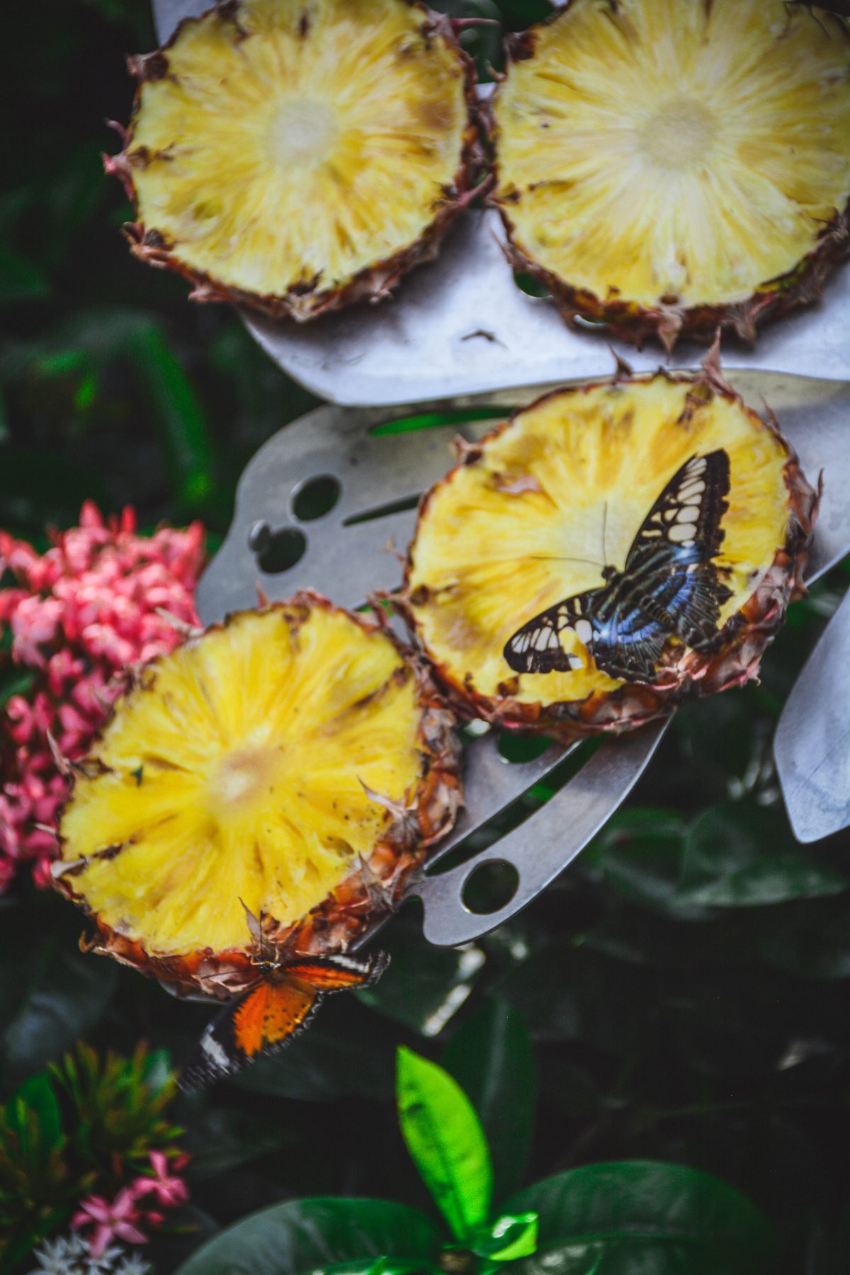 Butterfly garden, Changi airport - thespiceadventuress.com