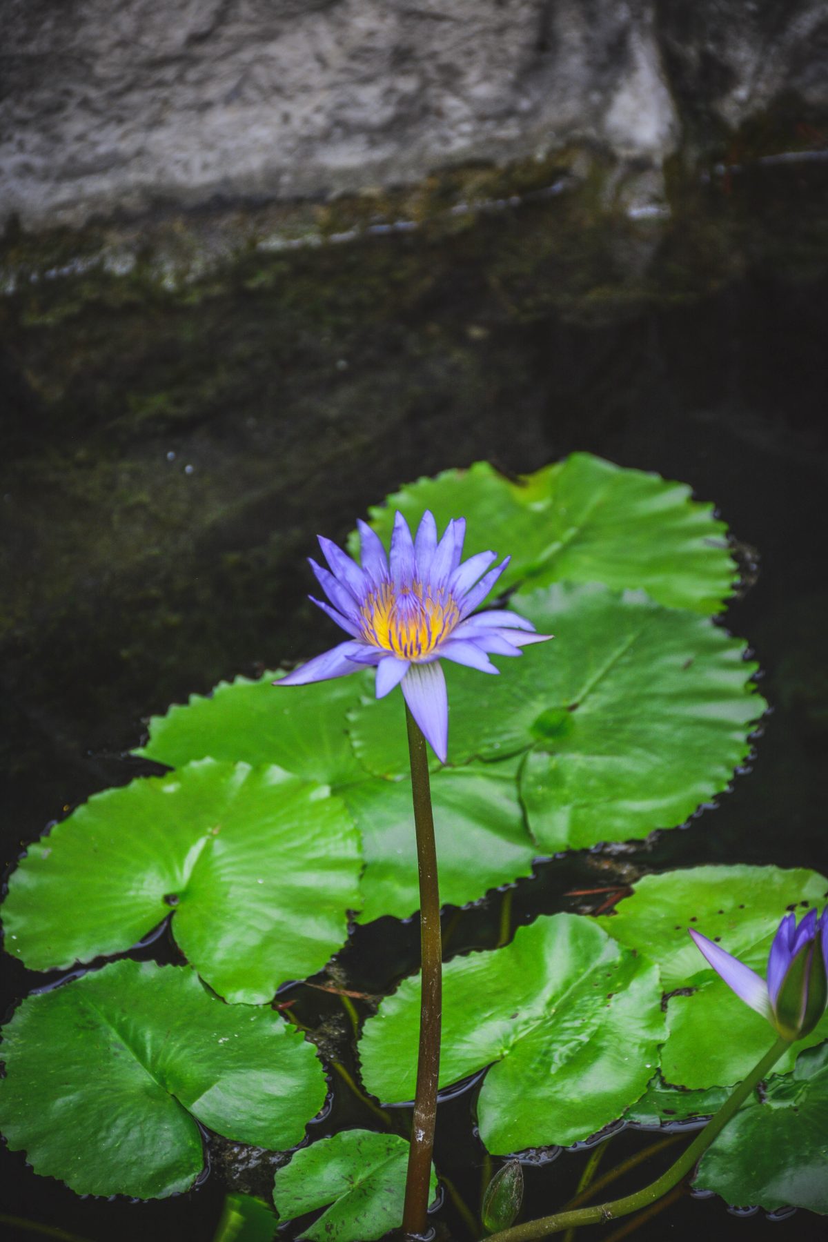 Water lily garden, Changi airport