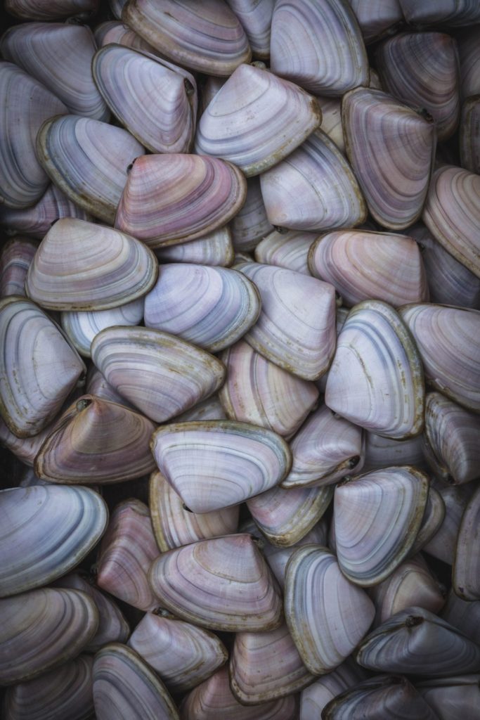 close up of raw Australian pipis