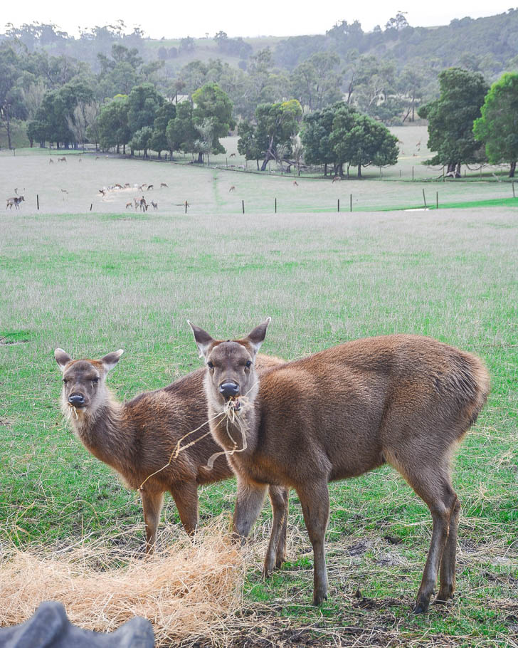 terramirra farm 