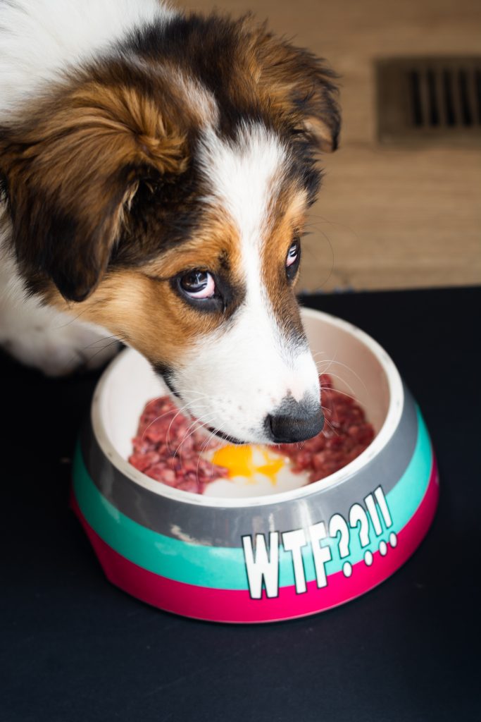 tricolour border collie