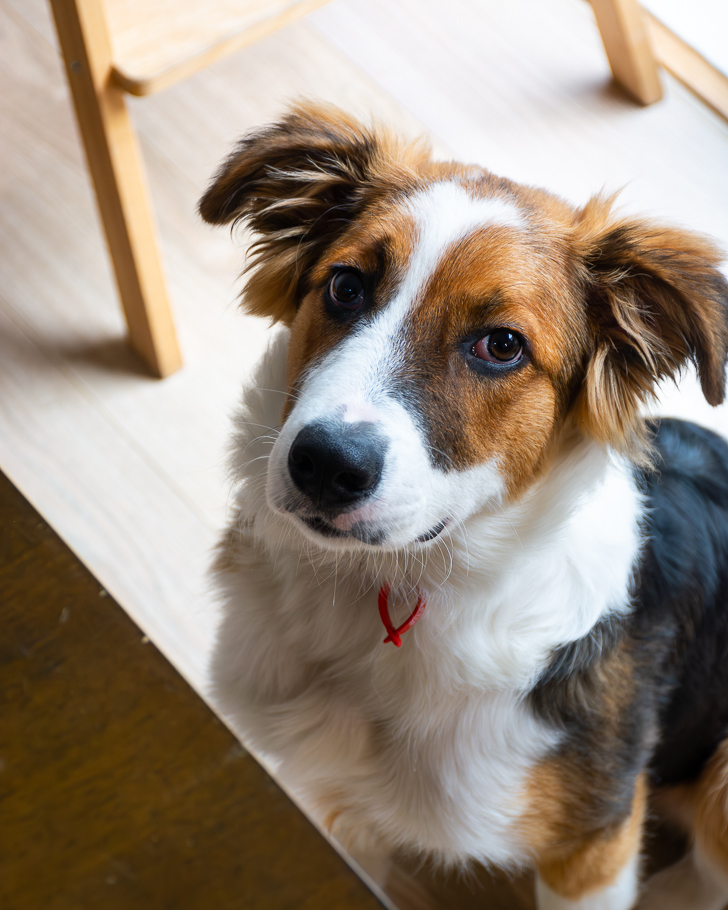 border collie puppy